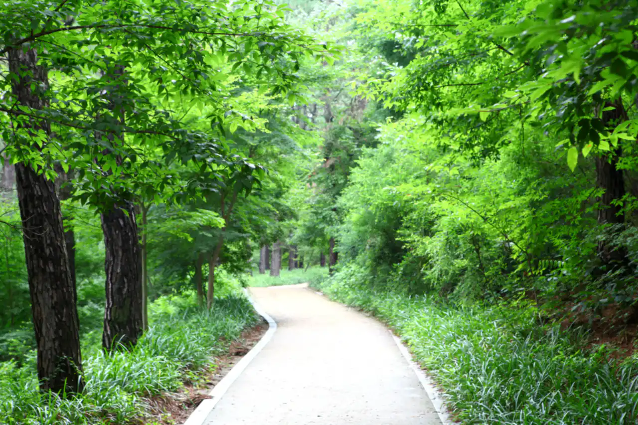 A shaded walking path in the forest of Busosan