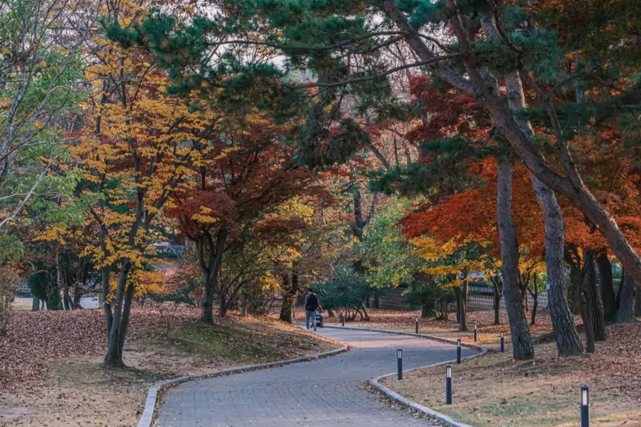 A winding paved path through autumn maple and pine trees, with a stone wall in the distance