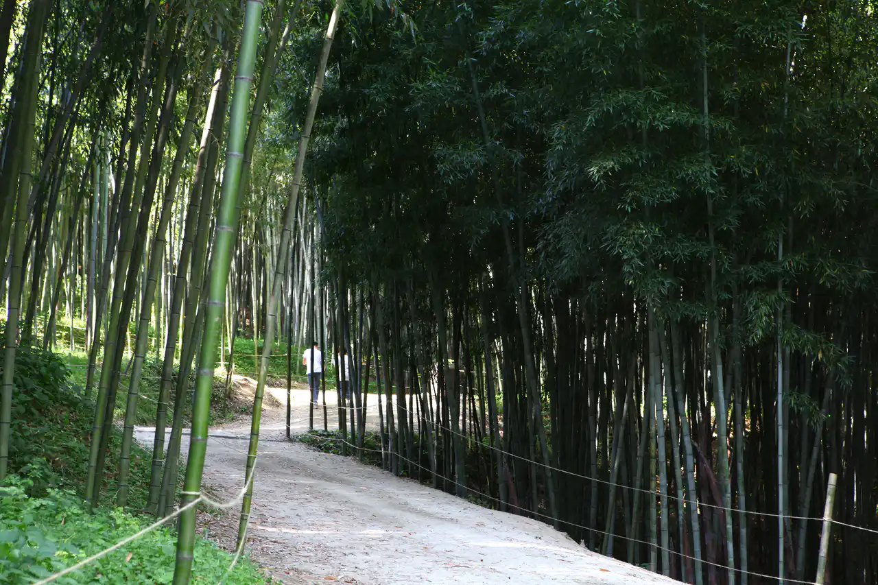 A pale dirt path curving between tall green bamboo at Juknokwon, with a couple of walkers far ahead