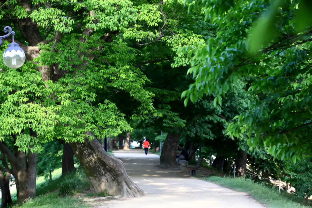 A dirt path under old leaning trees forming a green tunnel on the Gwanbangjerim embankment, with a walker in the distance