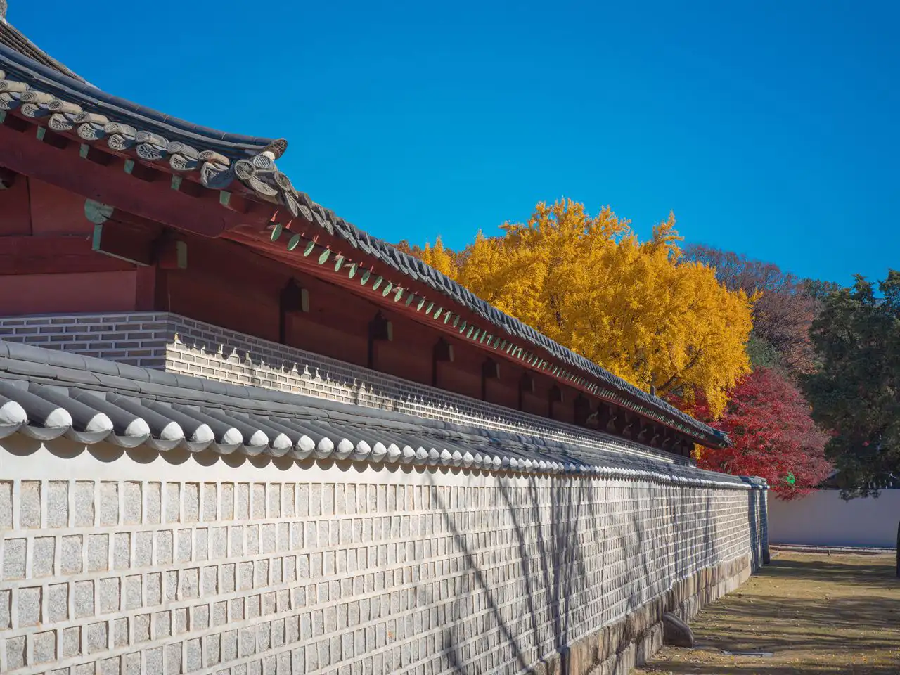 A tile-capped wall and red eaves at Jongmyo, a golden ginkgo and red maple beyond