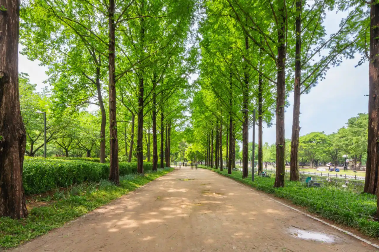 A dirt walking path lined on both sides by tall metasequoia trees in Seoul Forest