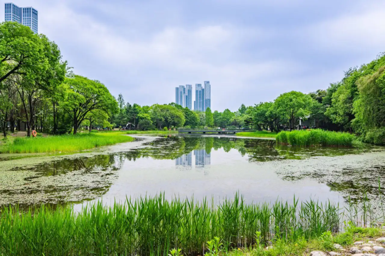 A reedy pond in Seoul Forest with Seongsu towers in the distance